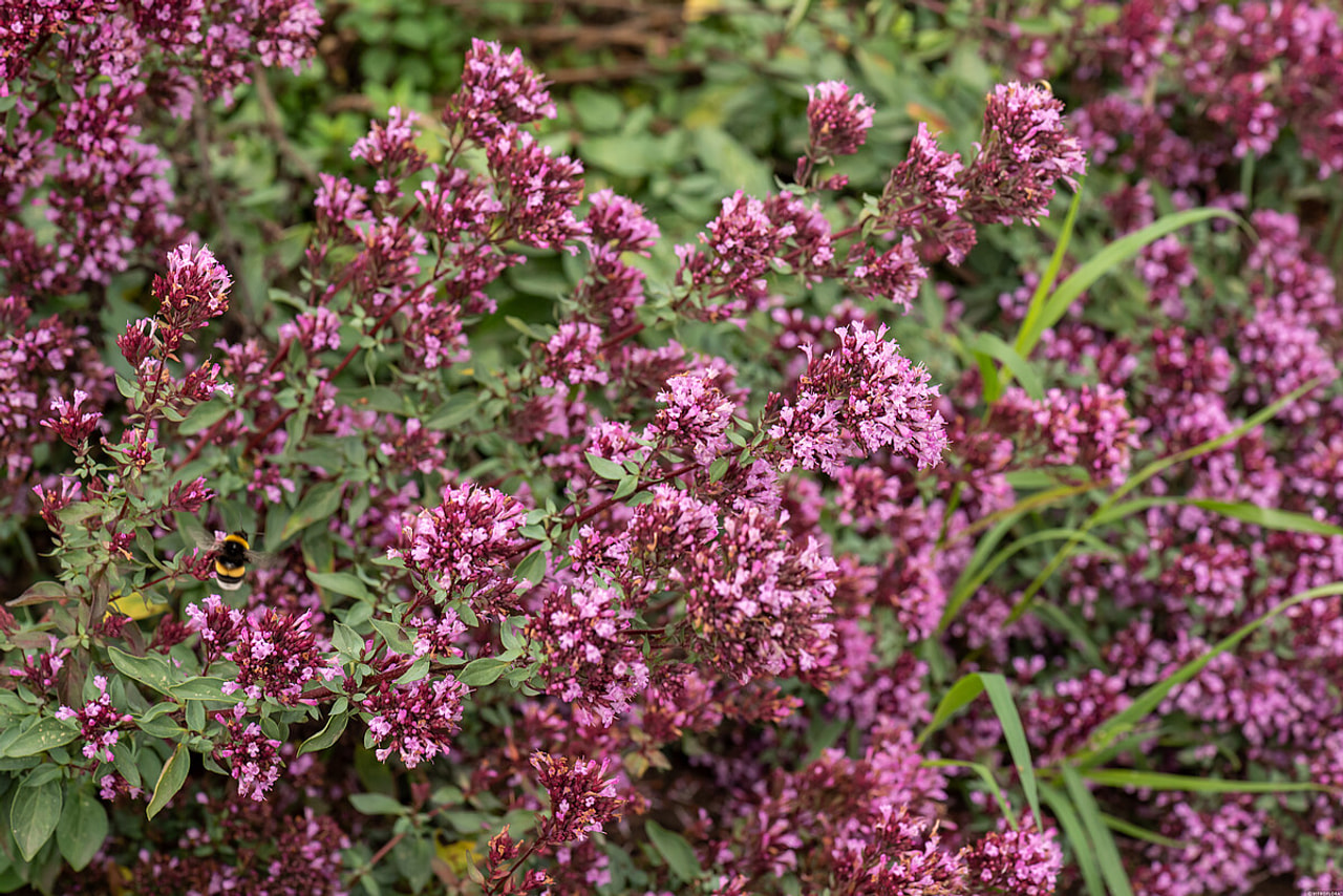 Dobromysl Herrenhausen, Loukykvět
