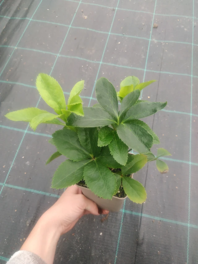 Eléboro Pretty Ellen Spotted - 2024