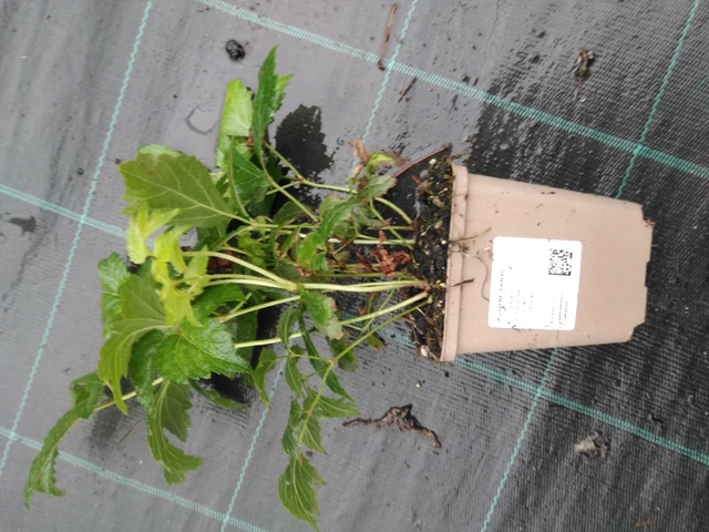 Astilbe Fanal - 10. 9. 2025