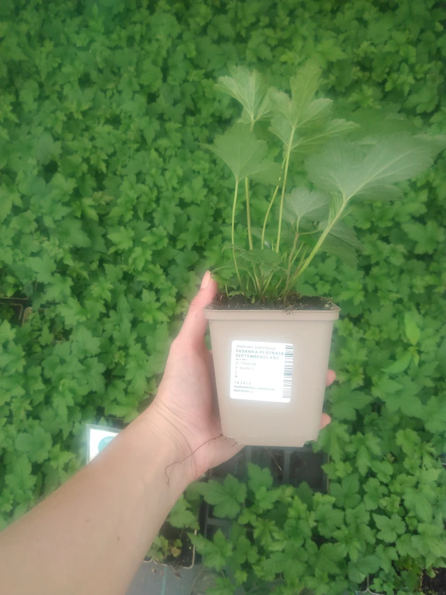 Sasanka plstnatá Septemberglanz - 2024