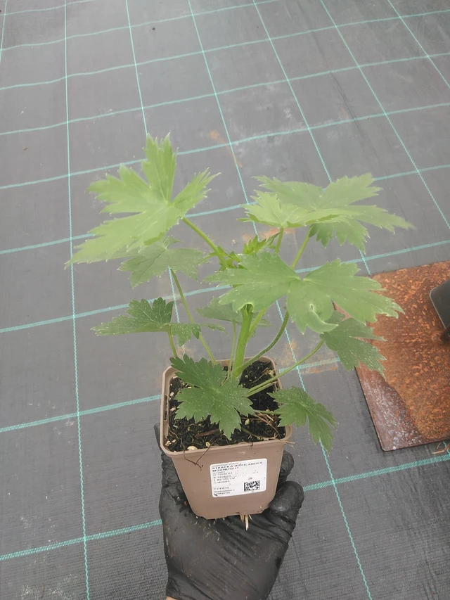 Delphinium Highlander Moonlight - 4. 8. 2025