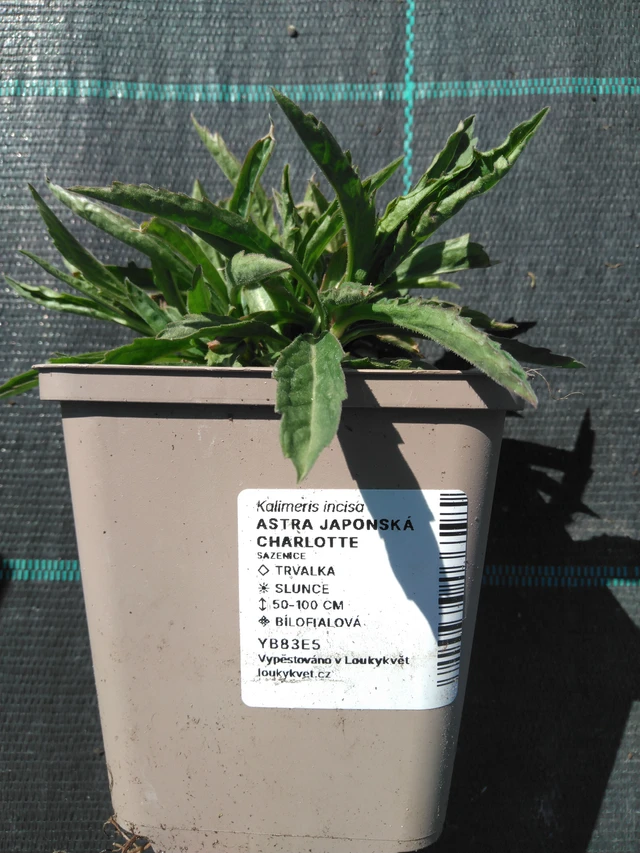 Aster japonská Charlotte - 3. 4. 2025