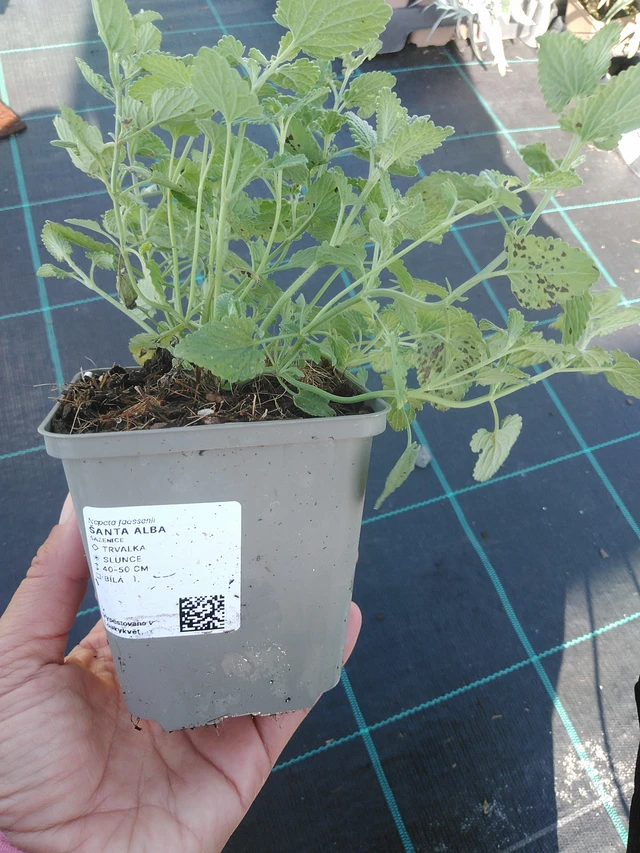 Šanta Alba - 11. 9. 2025