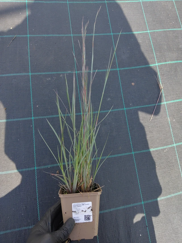 Vousatice metlatá Red Frost - 11. 9. 2025