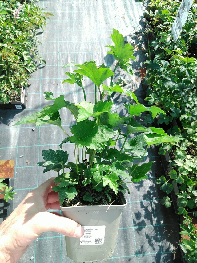 Anemone Prinz Heinrich - 19. 8. 2025