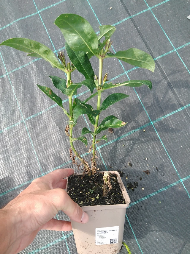 Phlox Sweet Summer Fragrance - 24. 6. 2025