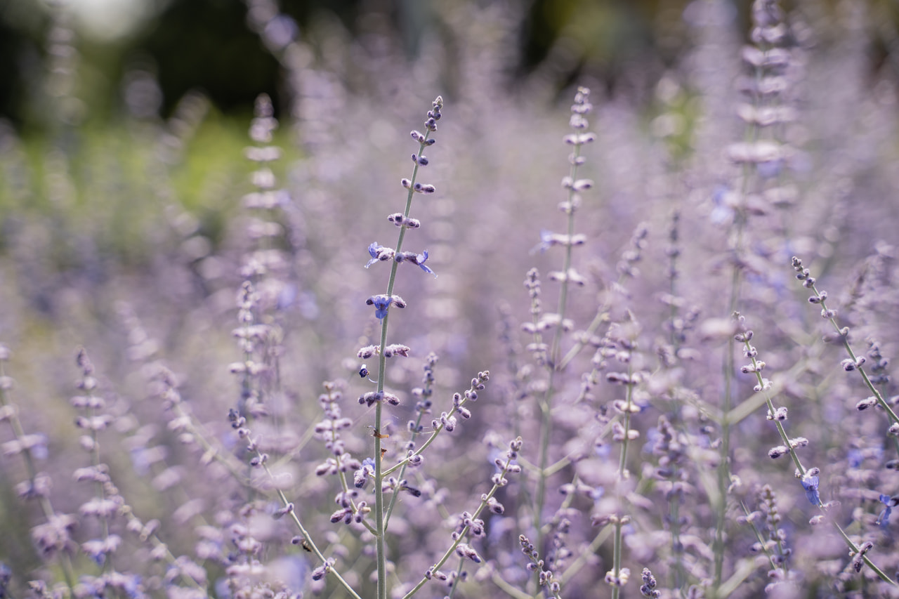 Perovskia Little Spire, Loukykvět