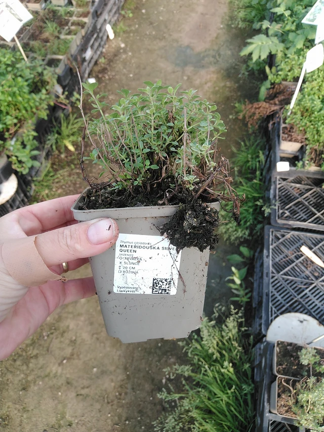 Tomillo Silver Queen - 19. 8. 2025