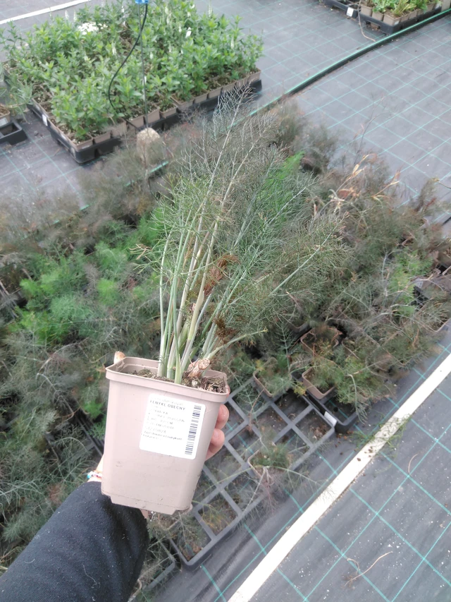 Common fennel - 2024
