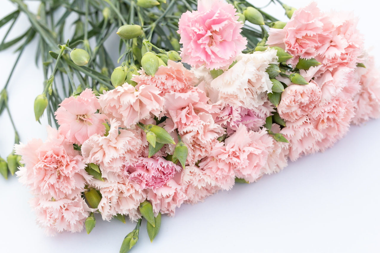 Karafiát Chabaud La France, Loukykvět