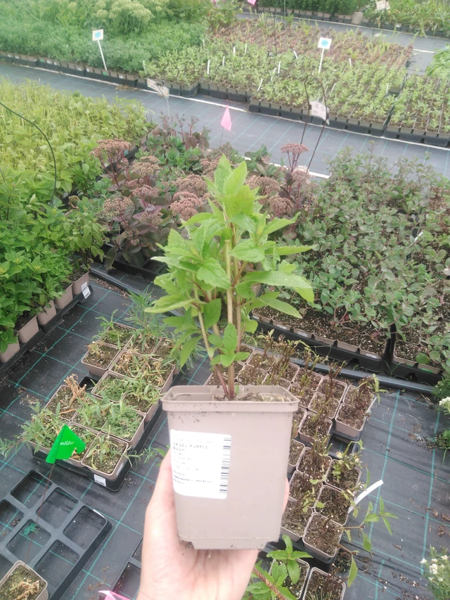 Punalehtivihma Purple Bush - 2024