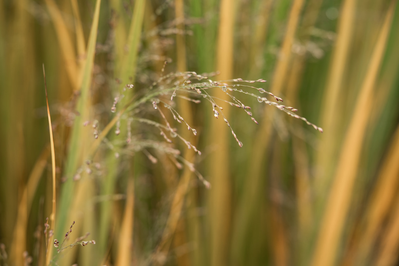 Vesszős köles Northwind, Loukykvět