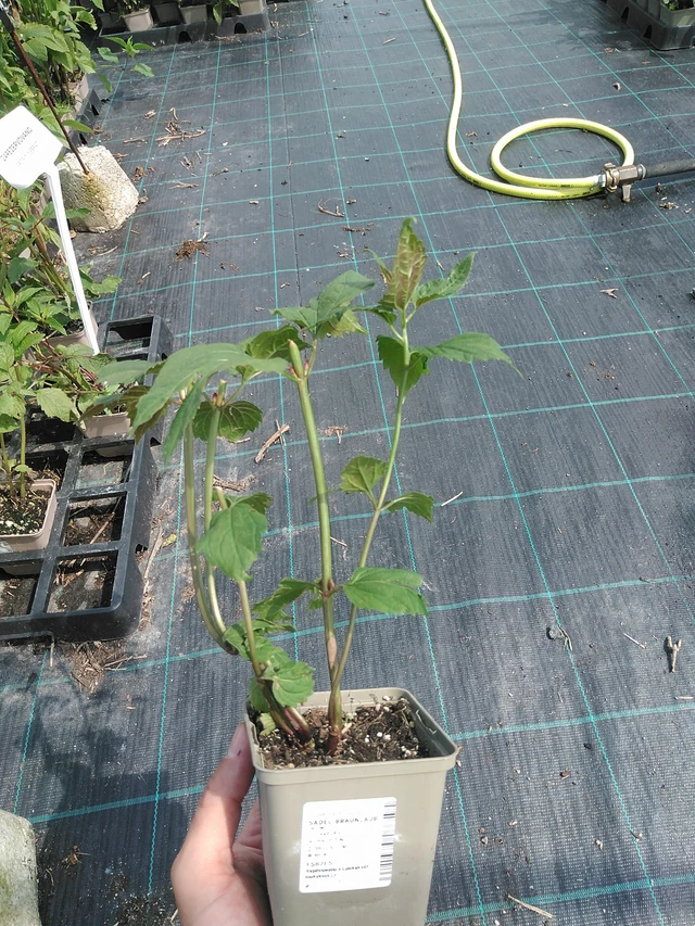 Sadec Braunlaub - 24. 6. 2025