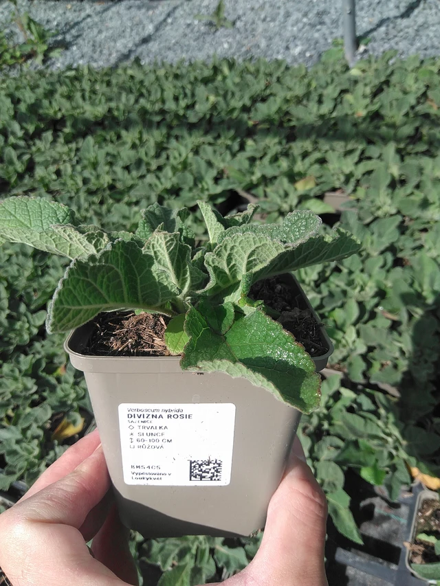 Gordolobo Rosie - 24. 6. 2025