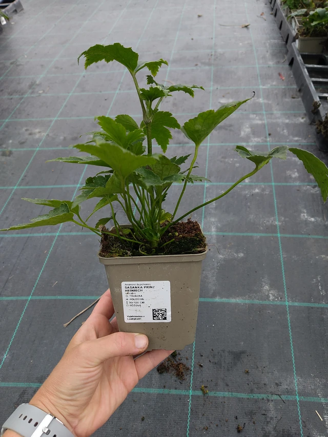 Anemone Prinz Heinrich - 10. 9. 2025