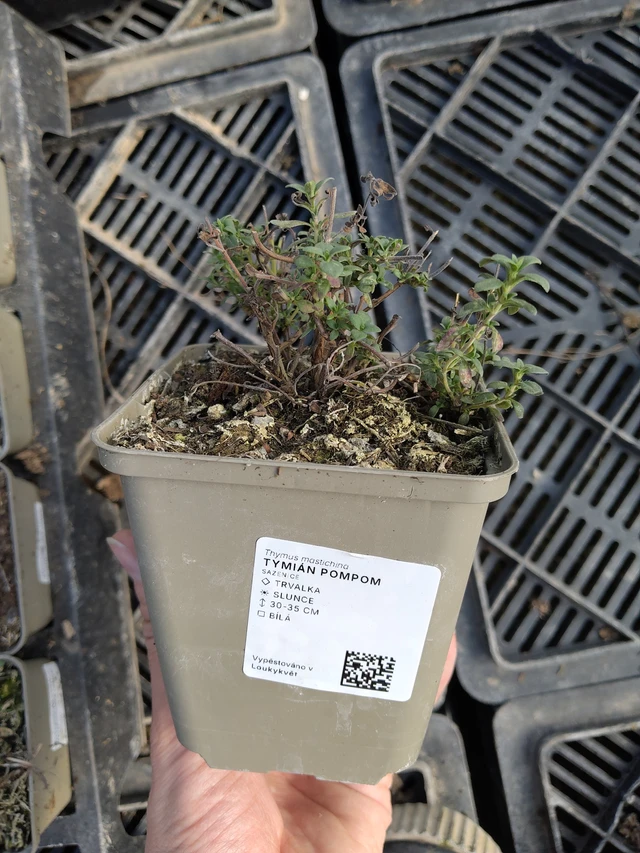 Tymián Pompom - 27. 3. 2026