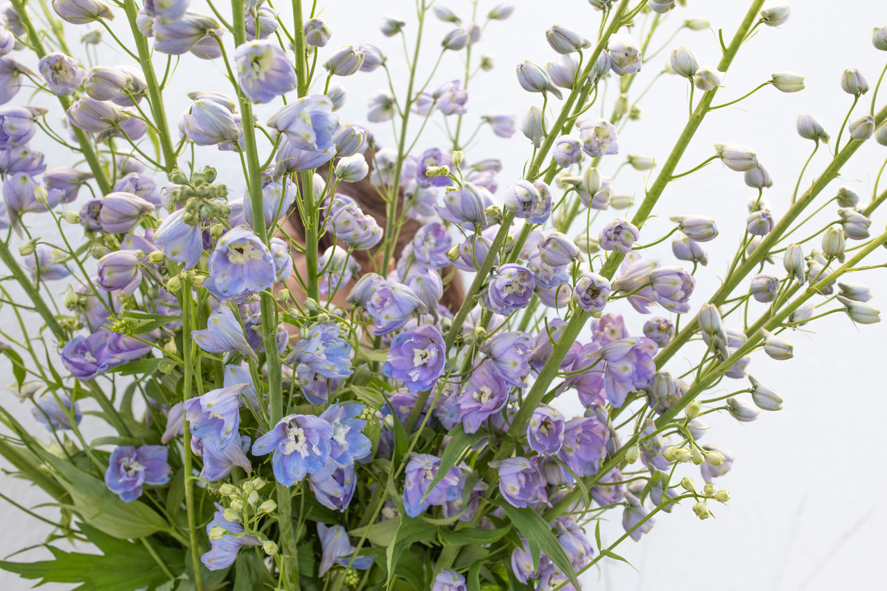 Stračka vyvýšená Guardian Lavender, Loukykvět