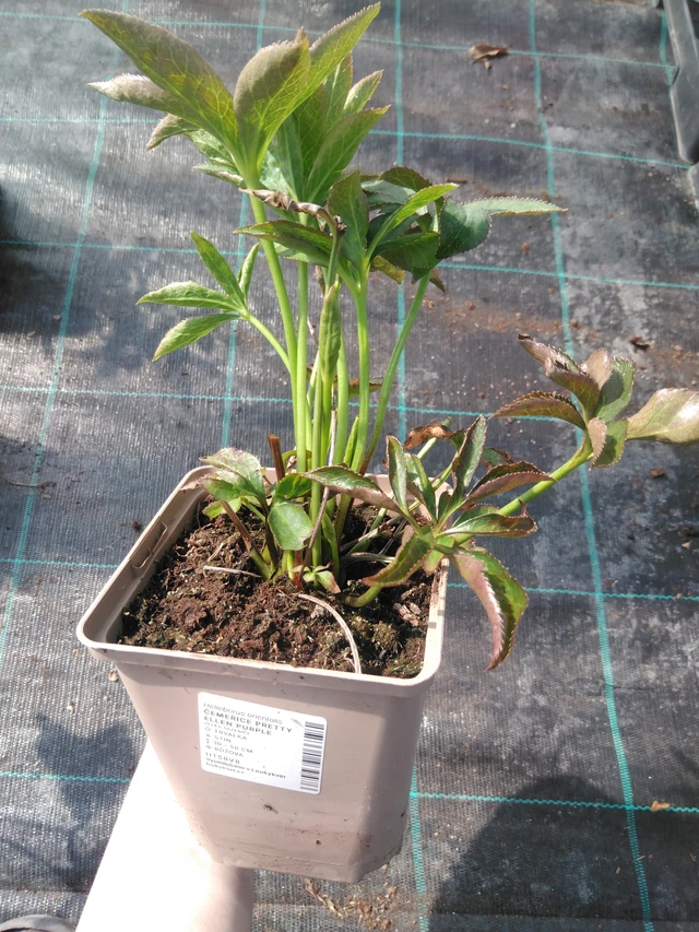 Eléboro Pretty Ellen Purple - 3. 4. 2025