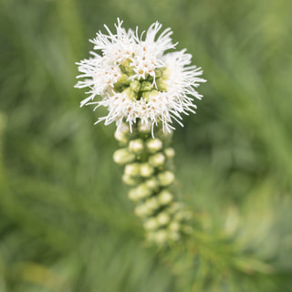 Šuškarda Floristan White, Loukykvět