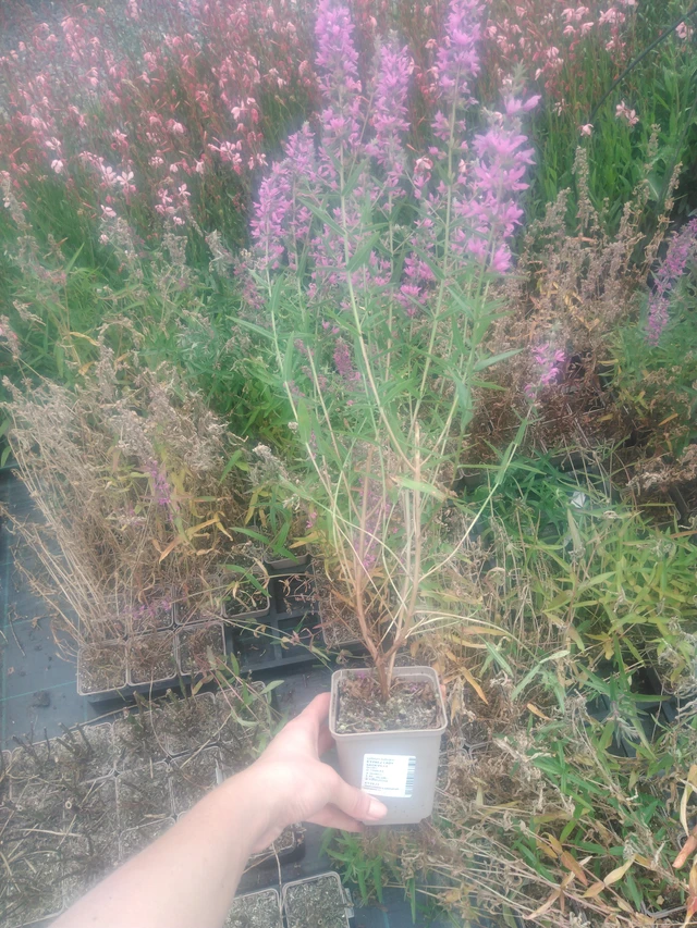 Kyprej Lady Sackville - 2024