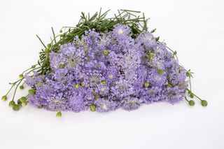 Didiscus Lavender Blue, Loukykvět