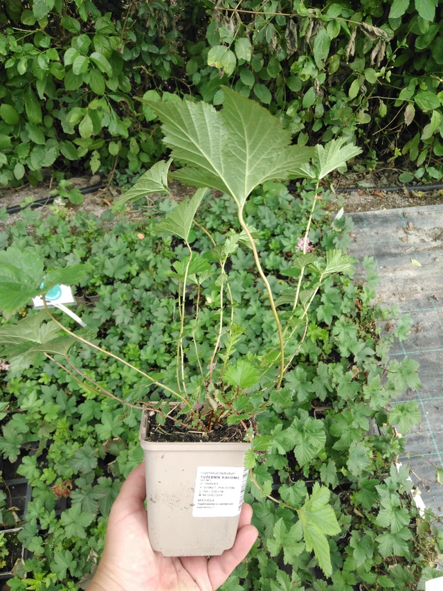 Angervo Kahome - 2024