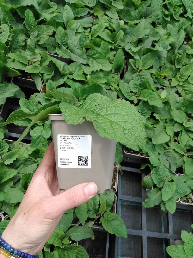 Kukonharja musta - 9. 6. 2025