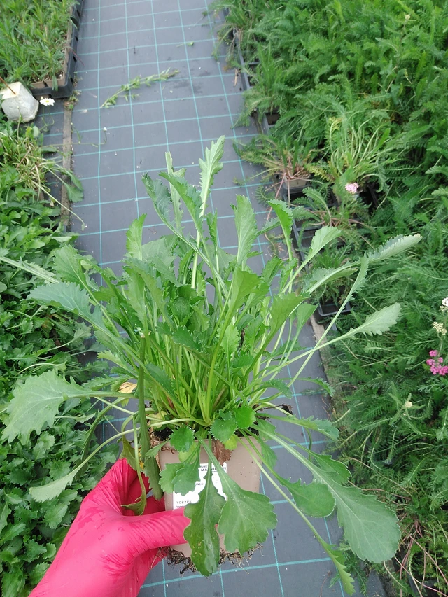 Kopretina Maikönigin - 29. 7. 2025