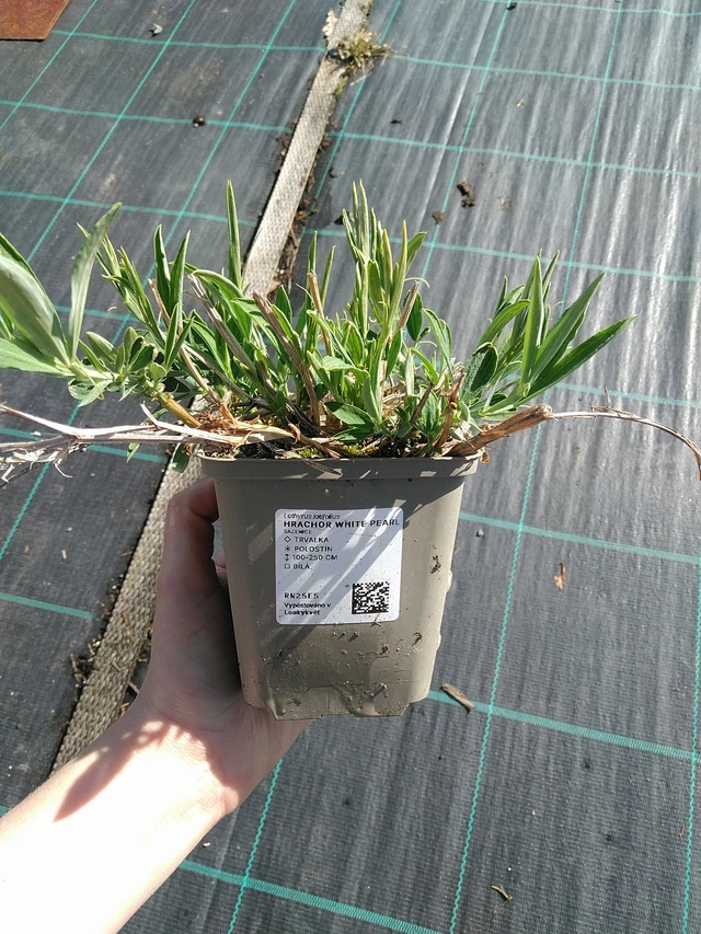 Pois de senteur White Pearl - 7. 4. 2026