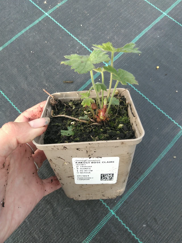 Kakost Rose Claire - 11. 7. 2025