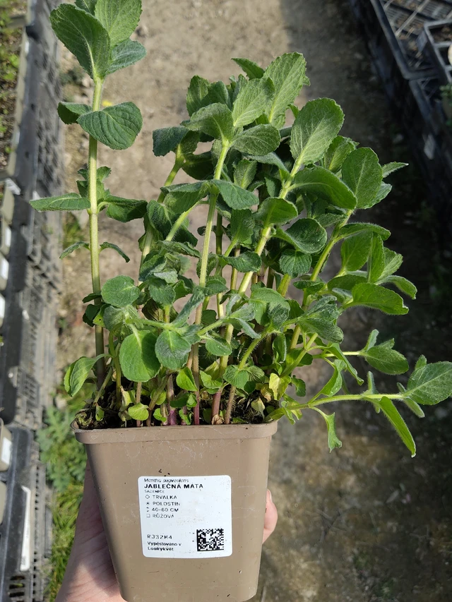 Jablečná máta - 27. 3. 2026