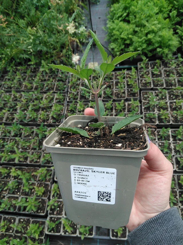 Veronica Skyler Blue - 9. 6. 2025