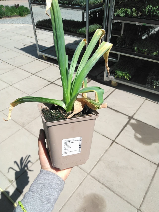 Laukka stipitatum Mont Blanc - 15. 5. 2025