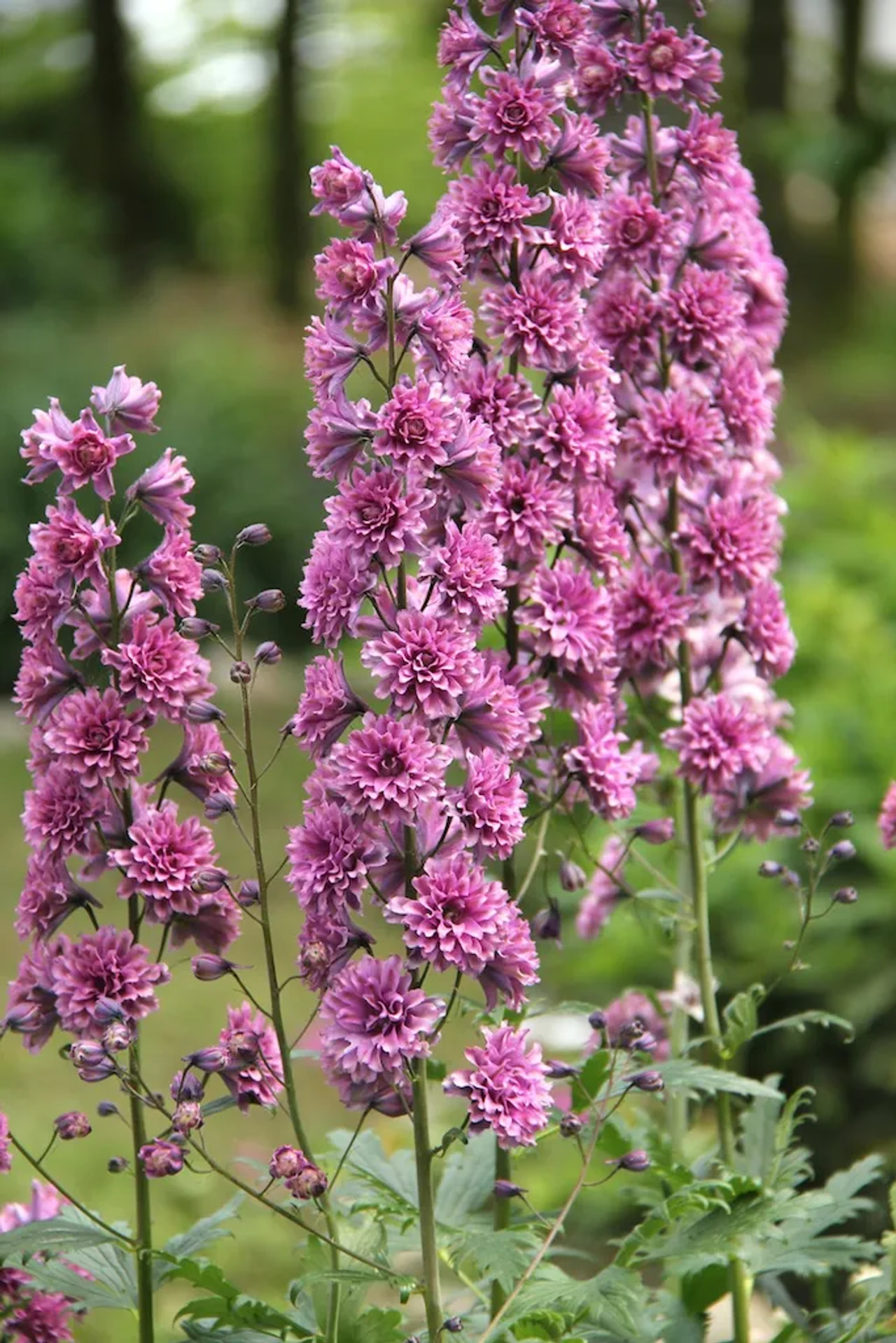 Delphinium Highlander Flamenco, Loukykvět