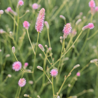 Krvavec Pink Tanna, Loukykvět