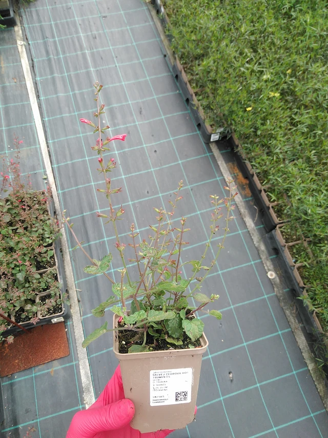 Šalvěj cedrová Hot Trumpets - 29. 7. 2025