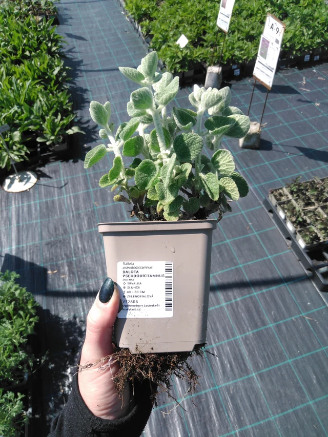 Balota Pseudodictamnus - 13. 5. 2025