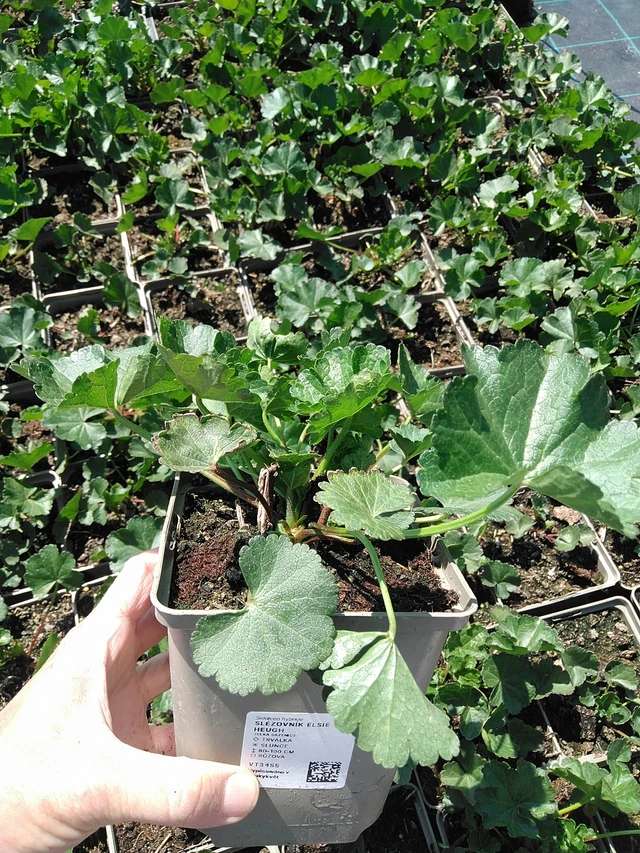 Malvike Elsie Heugh - 13. 5. 2025