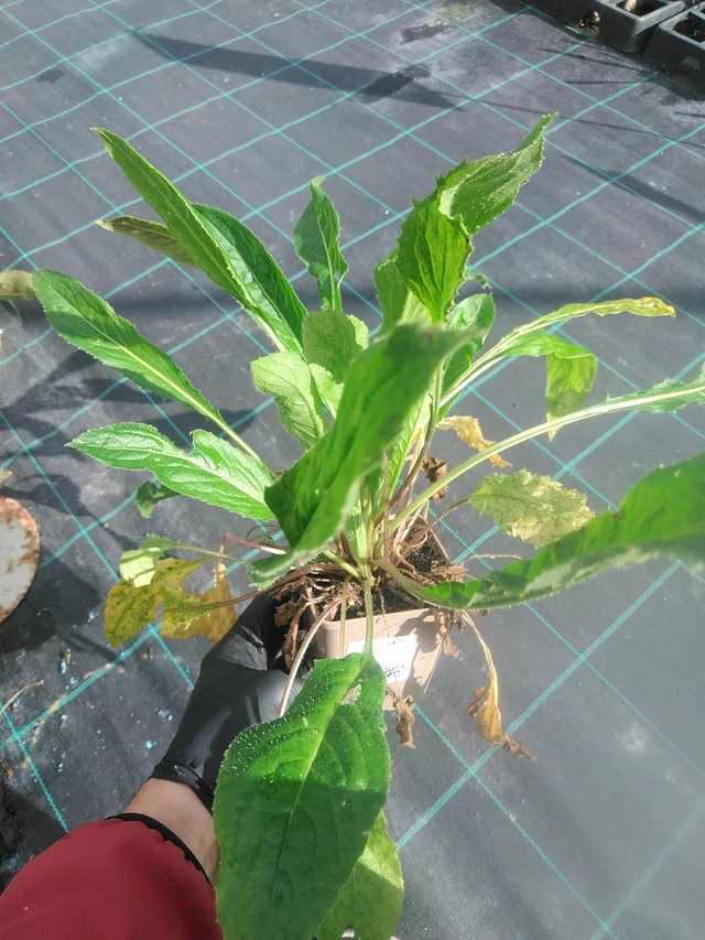 Večernice bílá - 13. 10. 2025