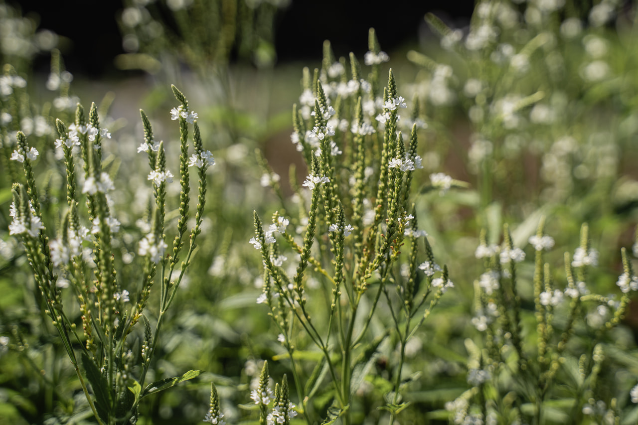 Verbena šípovitá White Spires, Loukykvět