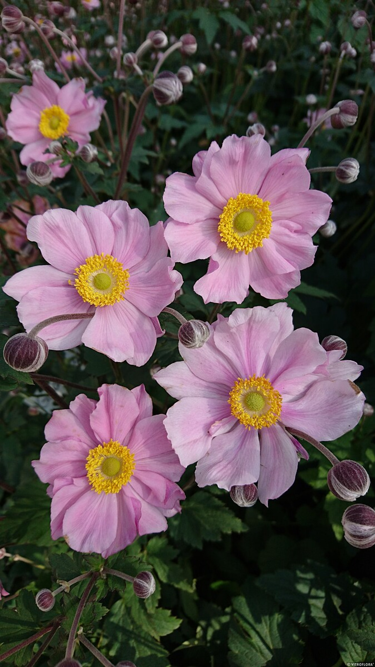 Japonska vetrnica Serenade, Loukykvět