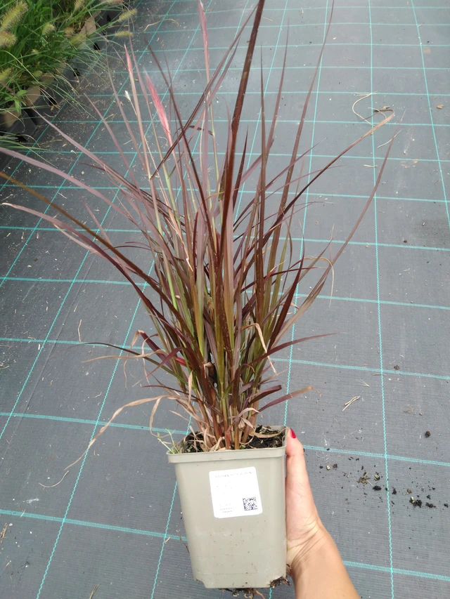 Pasto de fuente Rubens - 10. 9. 2025