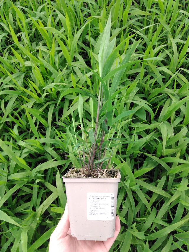 Plochoklásek - 2024