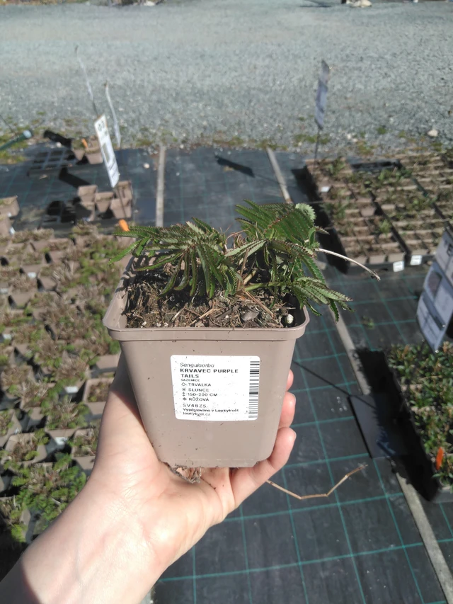 Veriheinä Purple Tails - 3. 4. 2025