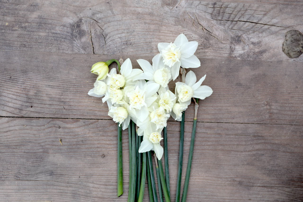 Narcis White Marvel, Loukykvět