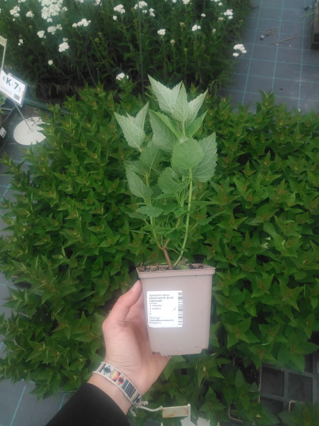 Iisoppi Blue Fortune - 2024