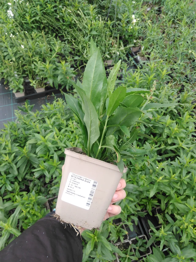 Fisostegia Alba - 2024