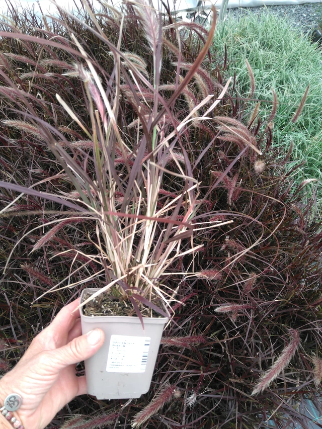 Dochan setý Rubrum - 2024