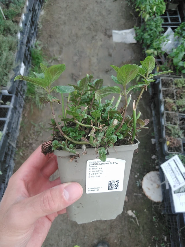 Čokoládová máta - 1. 8. 2025