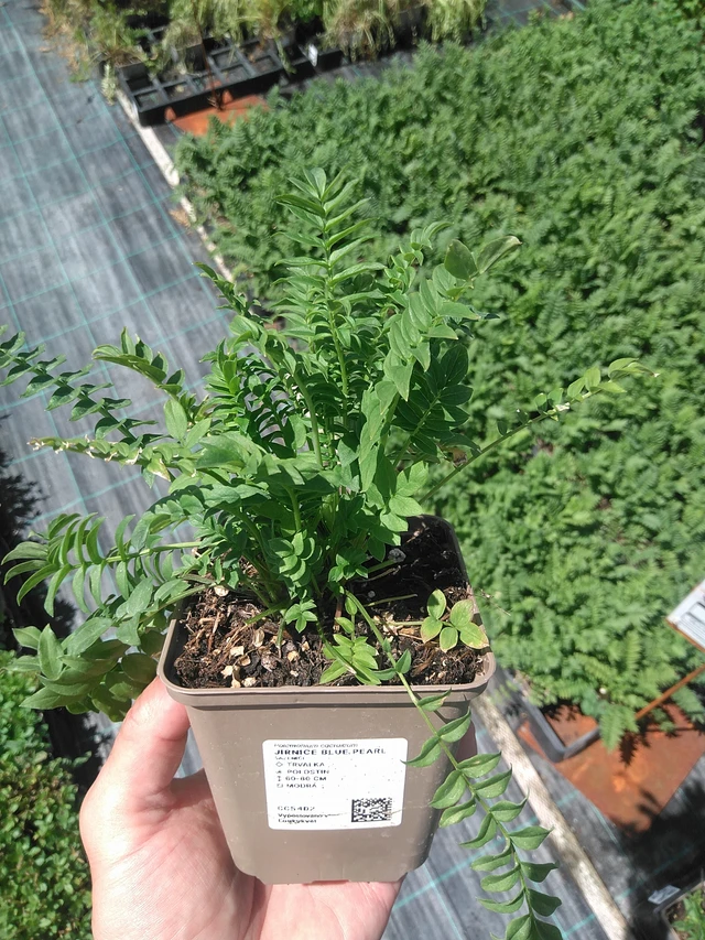 Jirnice Blue Pearl - 24. 6. 2025